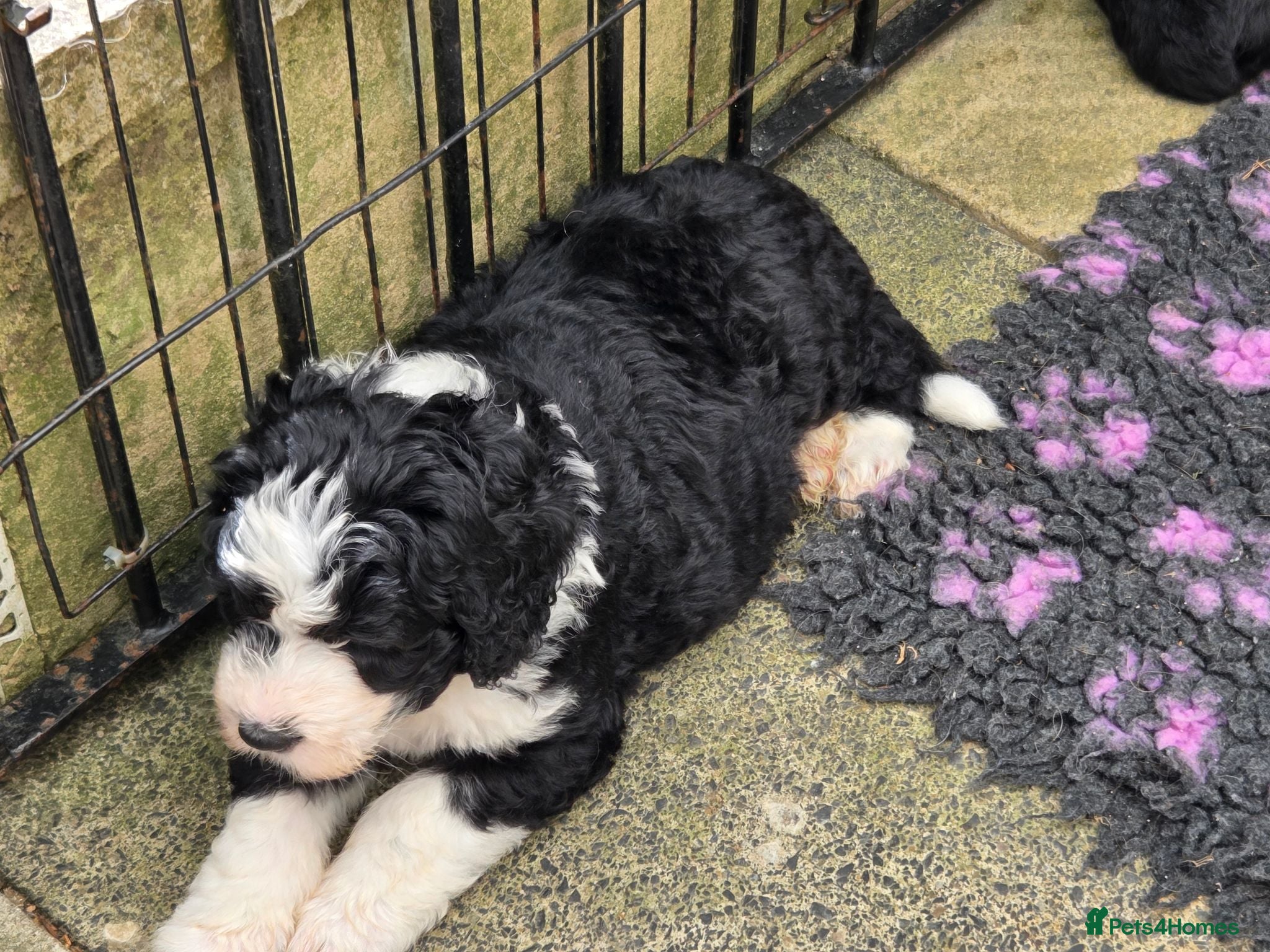 Old English Sheepdog dogs Stunning Sheepadoodles by Springfield Doodles  - Advert 1