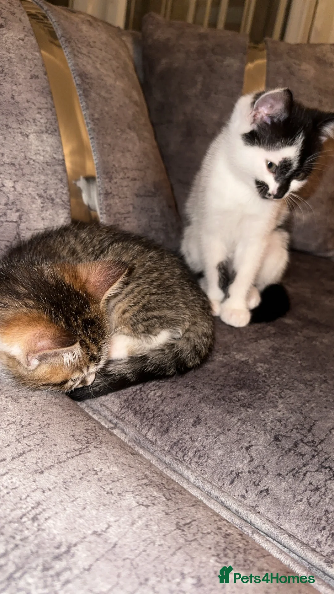 Domestic Shorthair cats for sale: Gorgeous tabby and British shorthair kitten - Advert 9