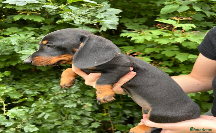 Miniature Dachshund dogs - Advert 1