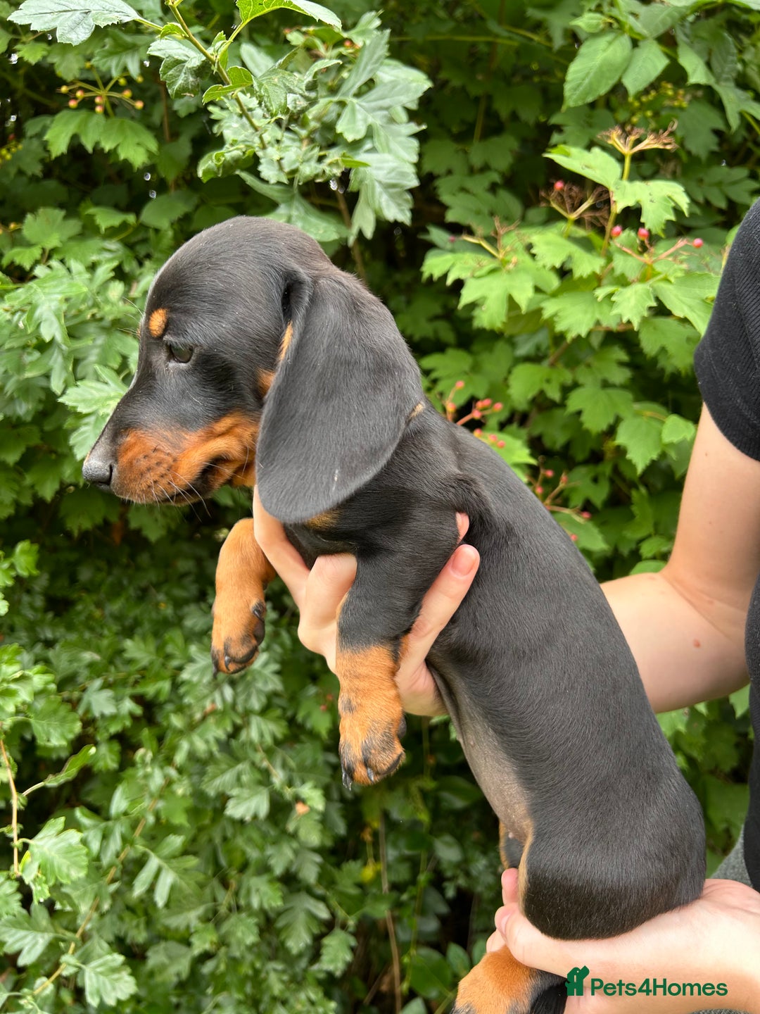 Miniature Dachshund dogs for sale: ABSOLUTELY GORGEOUS MINI DACHSHUND PUPS - Image 8