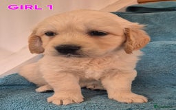 Golden Retriever dogs for sale: Show type Golden Retrievers health tested parents - Image 31