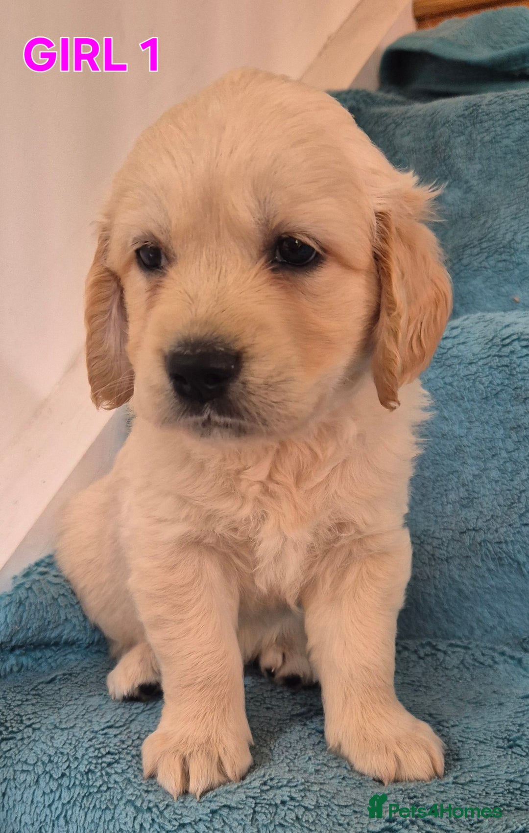 Golden Retriever dogs for sale: Show type Golden Retrievers health tested parents - Image 31