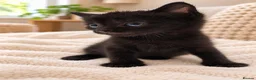 Mixed Breed cats for sale: Beautiful tabby kittens - Advert 9