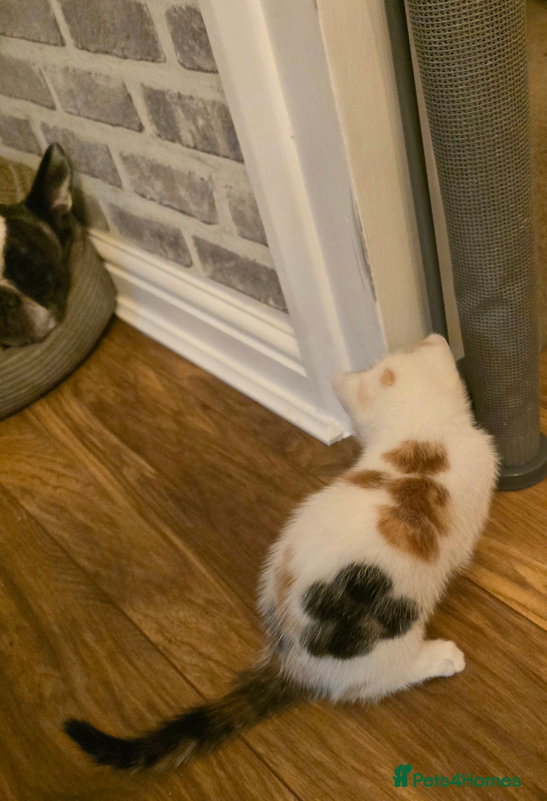 Mixed Breed cats for sale: 4 boys and 2 girls Family-Raised, Well-Socialised  - Image 20