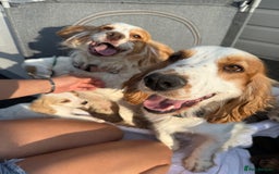 Cocker Spaniel dogs for sale: ⭐️READY TO LEAVE NOW - COCKER SPANIELS ⭐️ - Image 12