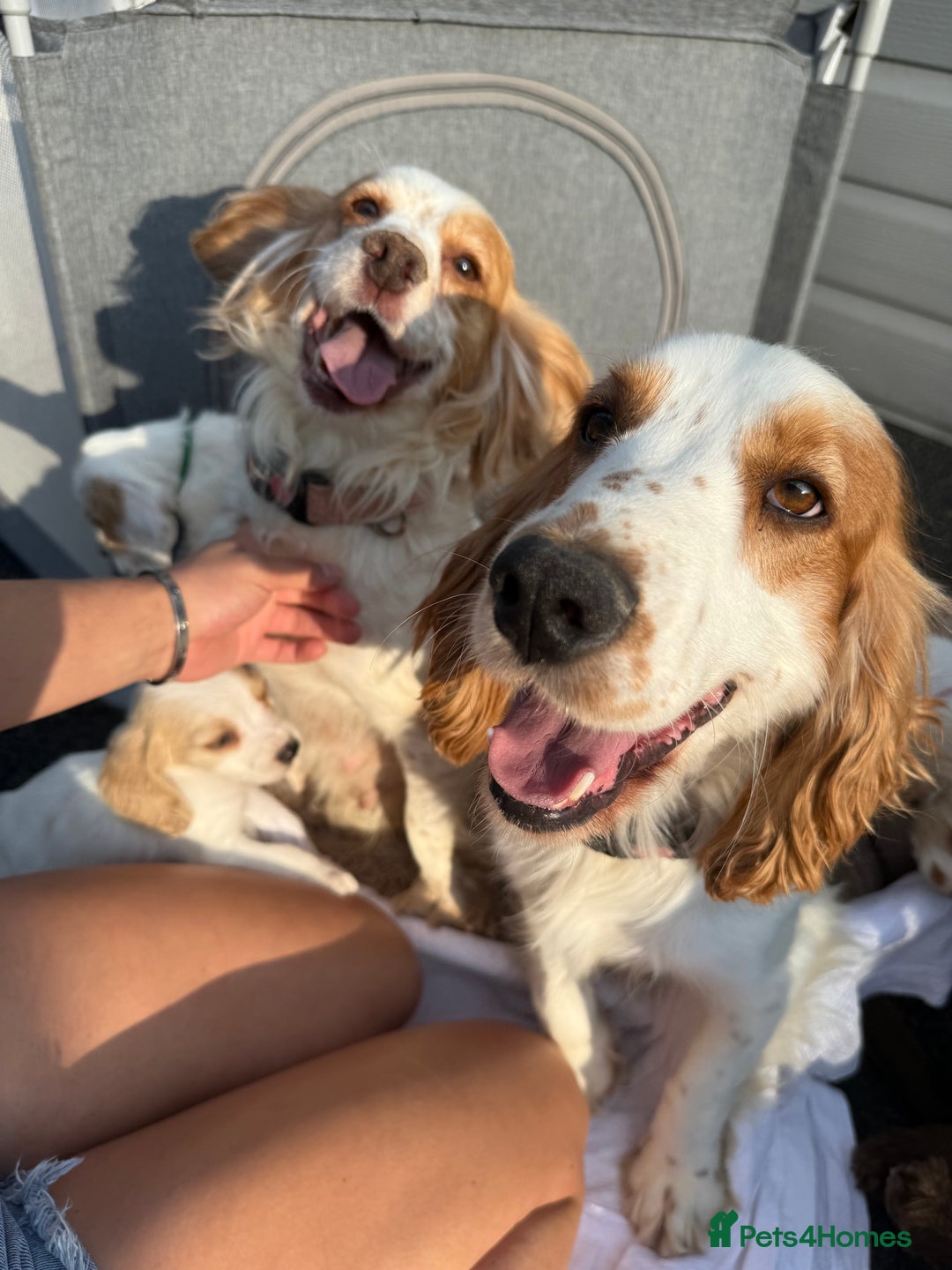 Cocker Spaniel dogs for sale: ⭐️READY TO LEAVE NOW - COCKER SPANIELS ⭐️ - Image 12