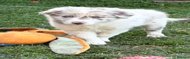 Border Collie 1