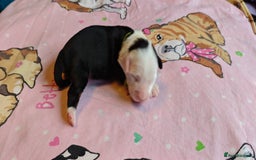 Tibetan Terrier dogs for sale: KC Tibetan Terrier Puppies For Sale😀 - Image 17