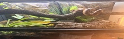 Boa Snake reptiles for sale: Boa constrictor  - Advert 4