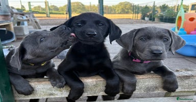Labrador Retriever dogs - Advert 5