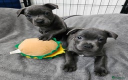 Staffordshire Bull Terrier dogs for sale: Blue staffordshire bull terrier  - Image 1