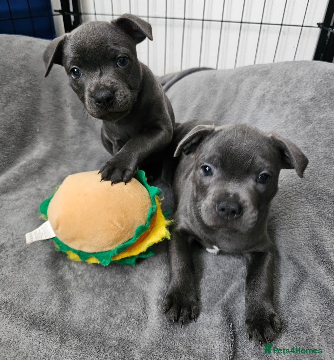Staffordshire Bull Terrier dogs for sale: Blue staffordshire bull terrier  - Image 1