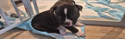 Mixed Breed dogs for sale: Beautiful Staffy x pups - friendly and healthy - Advert 17
