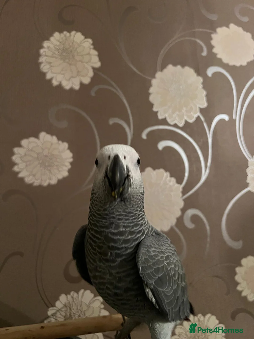 Parrots birds for sale: Baby Tame Male African Grey Parrot For Sale  - Advert 4