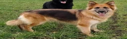 German Shepherd dogs for sale: Fully healthy tested parents, quality pups. - Advert 1