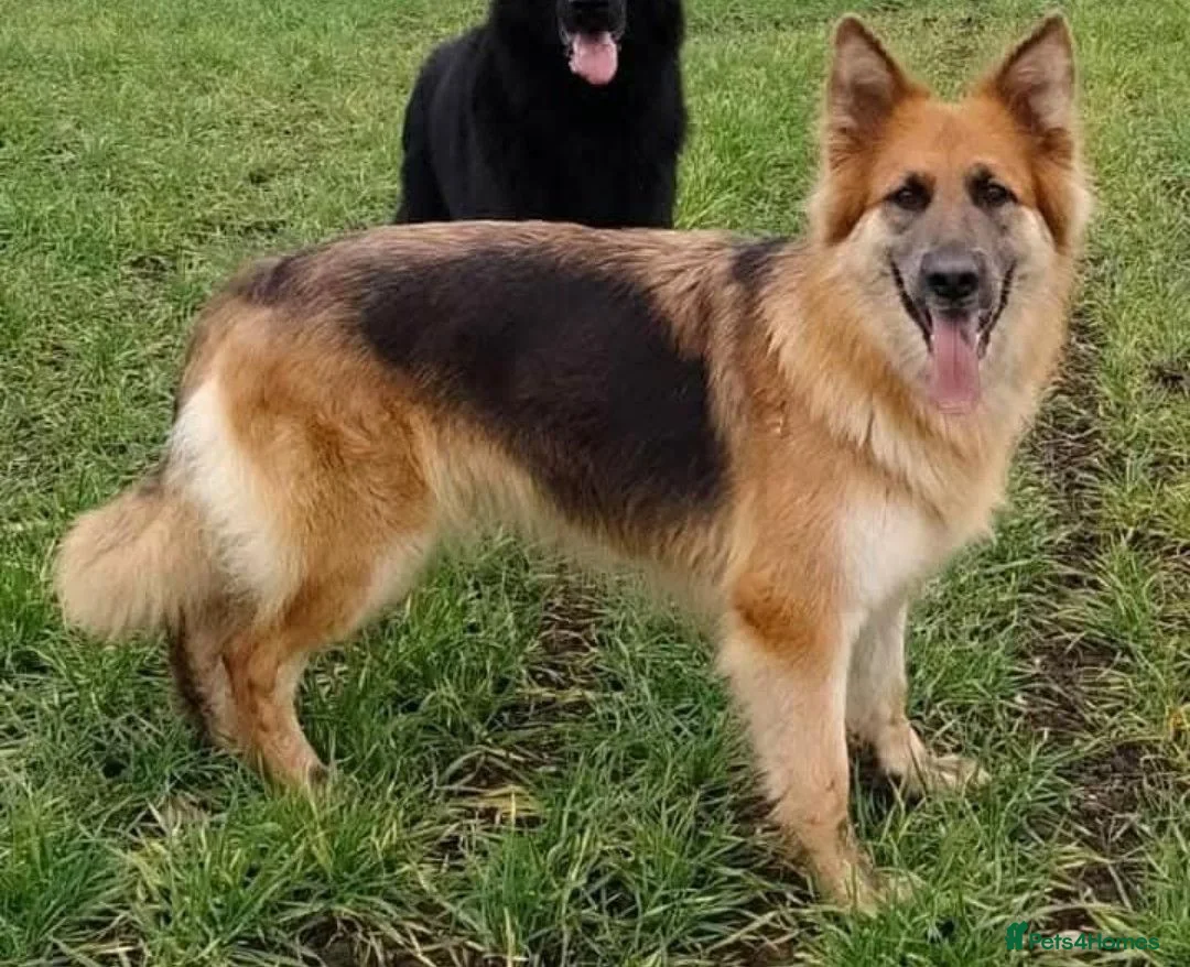 German Shepherd dogs for sale: Fully healthy tested parents, quality pups. - Advert 1