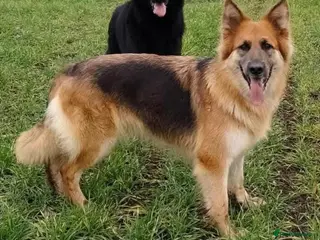 German Shepherd dogs Beautiful longhaired German Shepherds - Advert 5