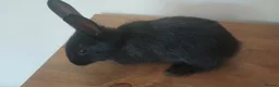 Mixed Breed rabbits for sale: Baby rabbits ready now. Born 15th June - Advert 3