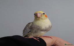 Cockatiels birds for sale: Hand reared silly tame DNA sexed baby cockatiels  - Image 29