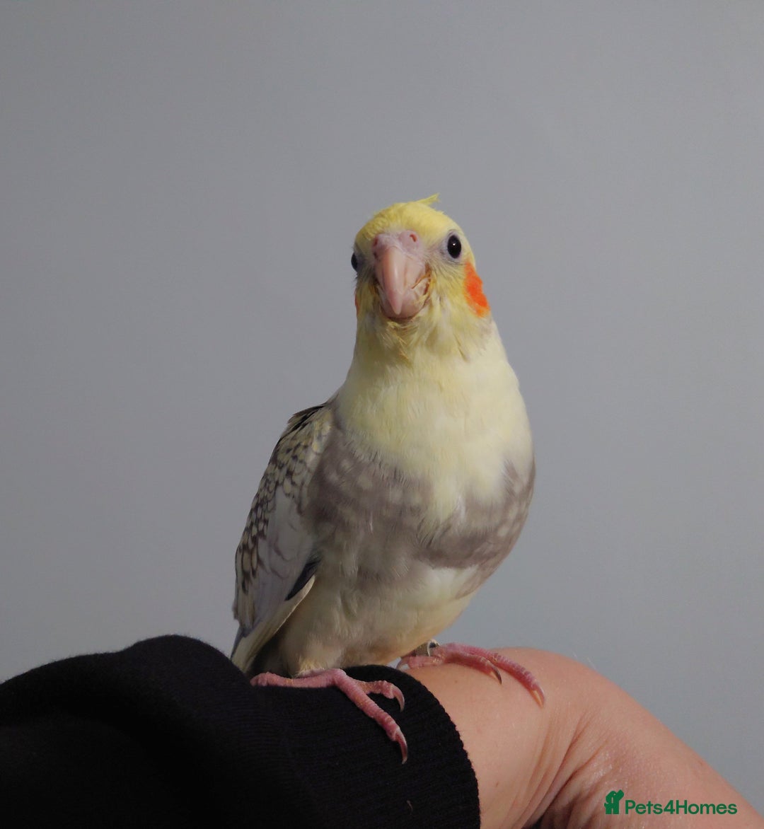 Cockatiels birds for sale: Hand reared silly tame DNA sexed baby cockatiels  - Image 29