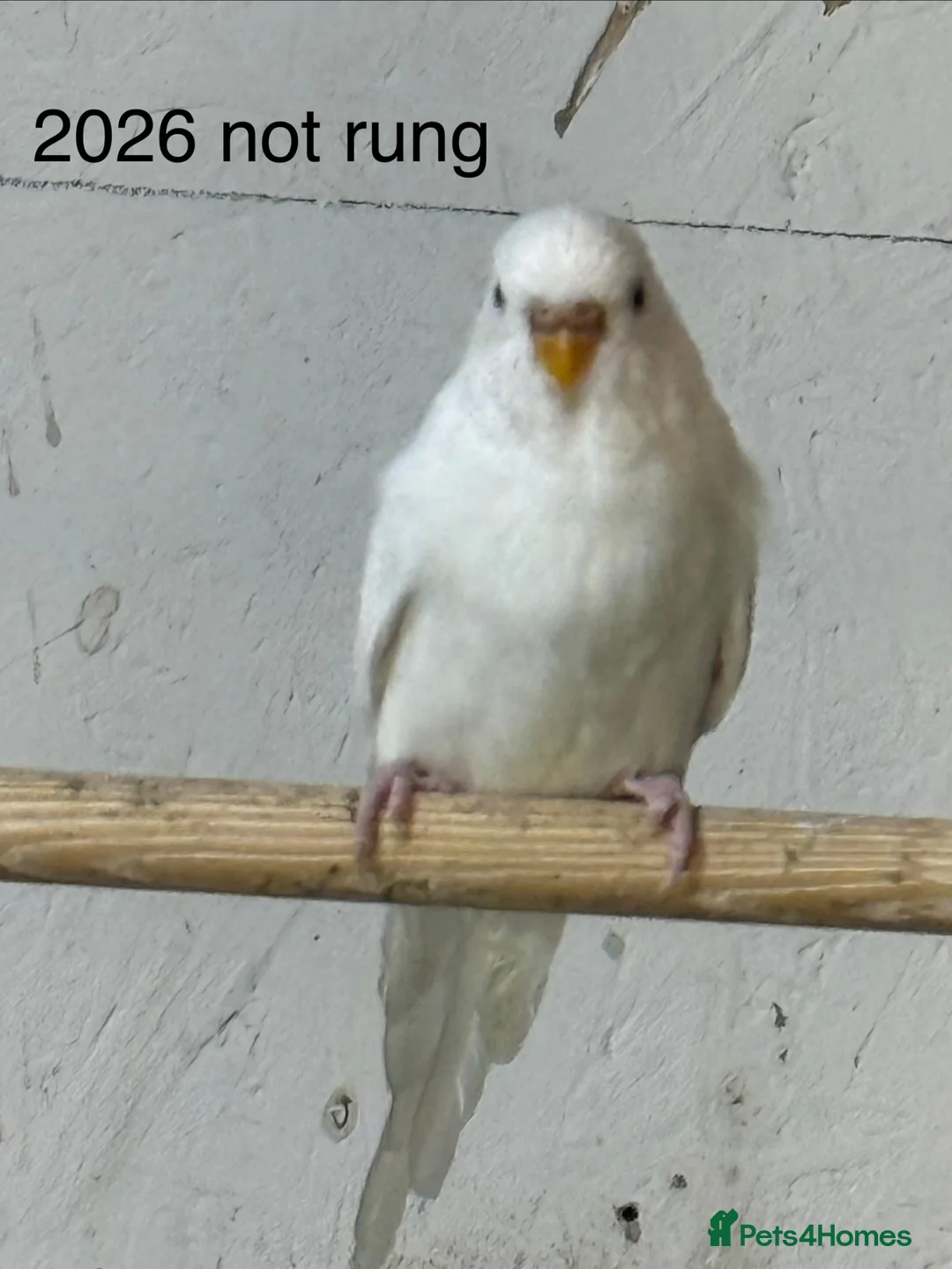 Budgerigars birds for sale: Budgies  - Advert 7