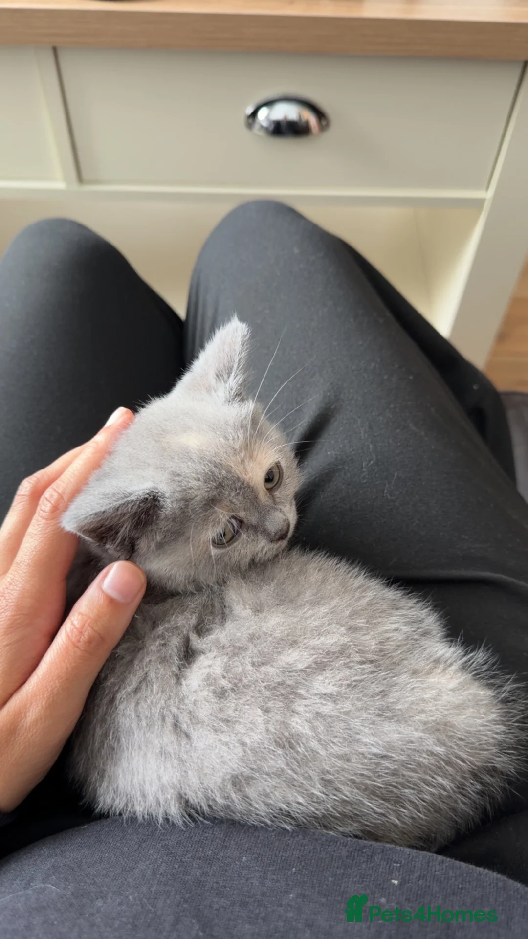 British Shorthair cats for sale: British Short Hair  - Advert 6