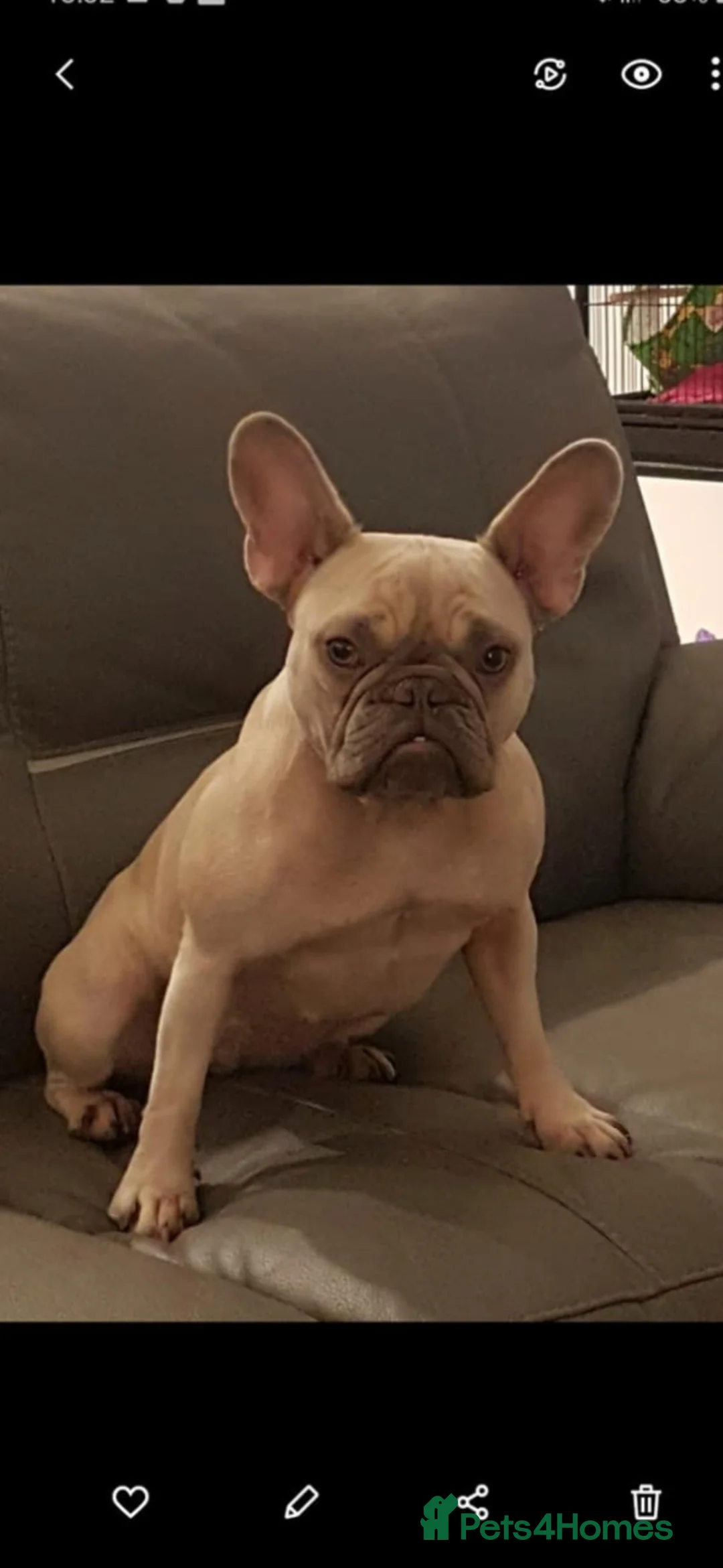 French Bulldog dogs for sale: 2x Female French Bulldogs - Advert 2