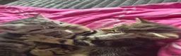 Mixed Breed cats for sale: Beautiful boy kittens  in Kilmarnock - Advert 4