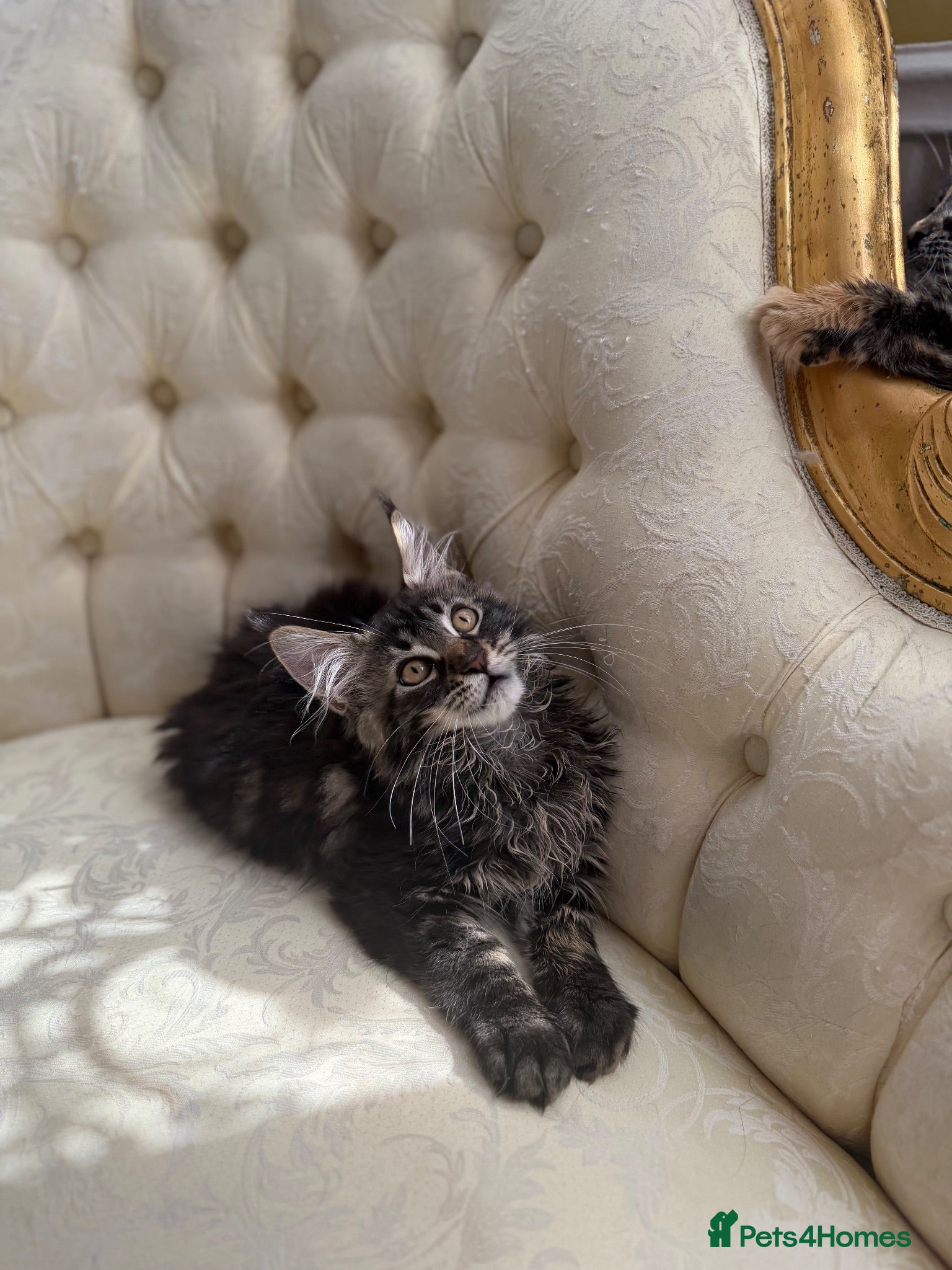 Maine Coon cats Mane coon kittens  - Advert 2