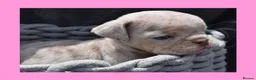 English Bulldog dogs for sale: Stunning Litter of Exotic English Bulldogs - Advert 29