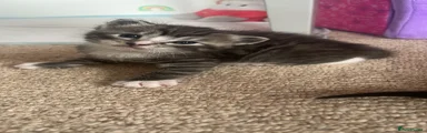 Mixed Breed Kitten 1
