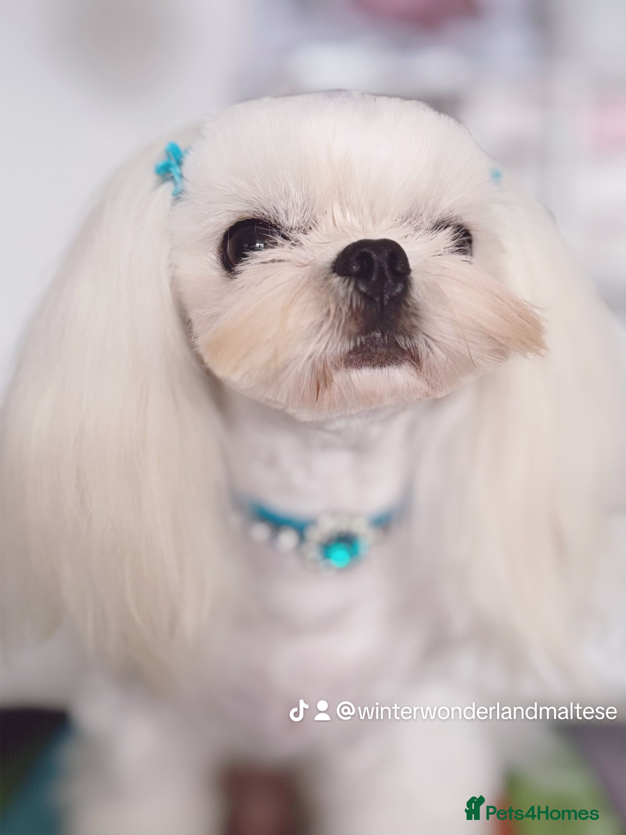 Maltese dogs Exclusive 🧬 DNA Tested 🧬 Full Korean Maltese - Advert 5