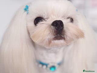 Maltese dogs Exclusive 🧬 DNA Tested 🧬 Full Korean Maltese - Advert 5