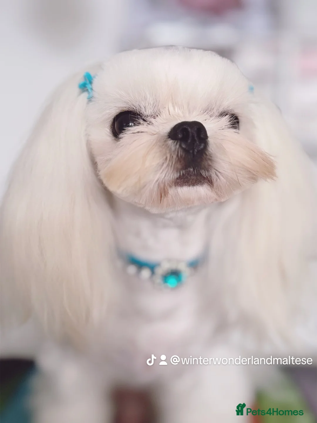 Maltese dogs for sale: 🩵Full Korean Line Maltese Boy🩵 - Advert 3