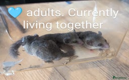 Mouse rodents for sale: African Pygmy dormice. Browns and Pieds!!! - Image 6