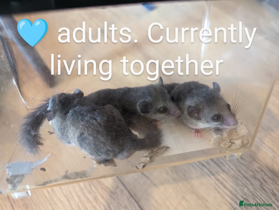 Mouse rodents for sale: African Pygmy dormice. Browns and Pieds!!! - Image 6