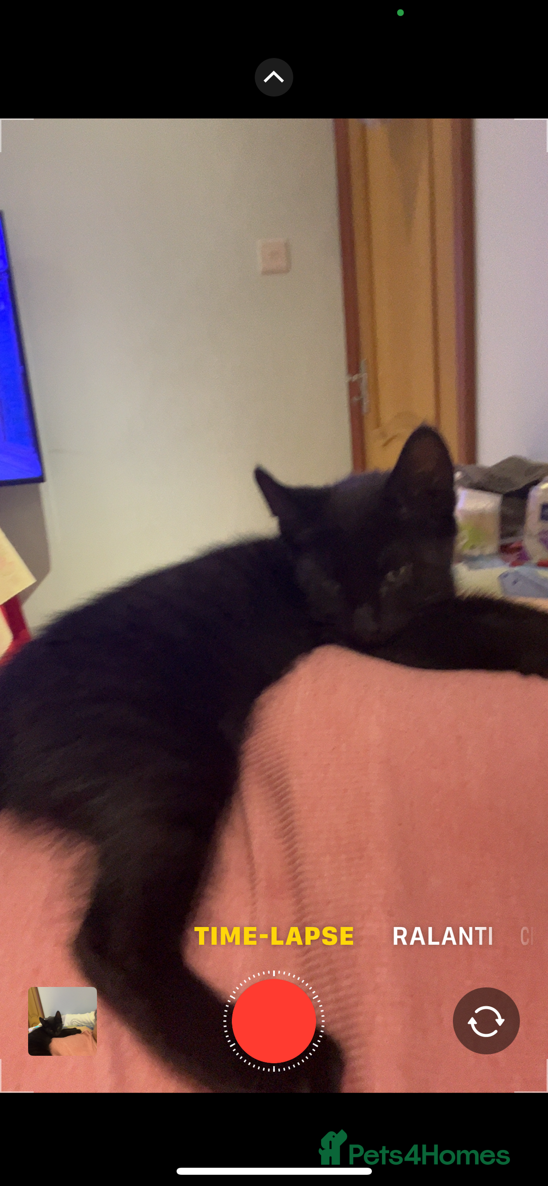 Mixed Breed cats for sale: A black cat - Image 12