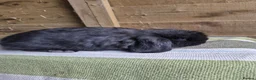 Mini Lop rabbits for sale: Mini lop babies - Advert 3