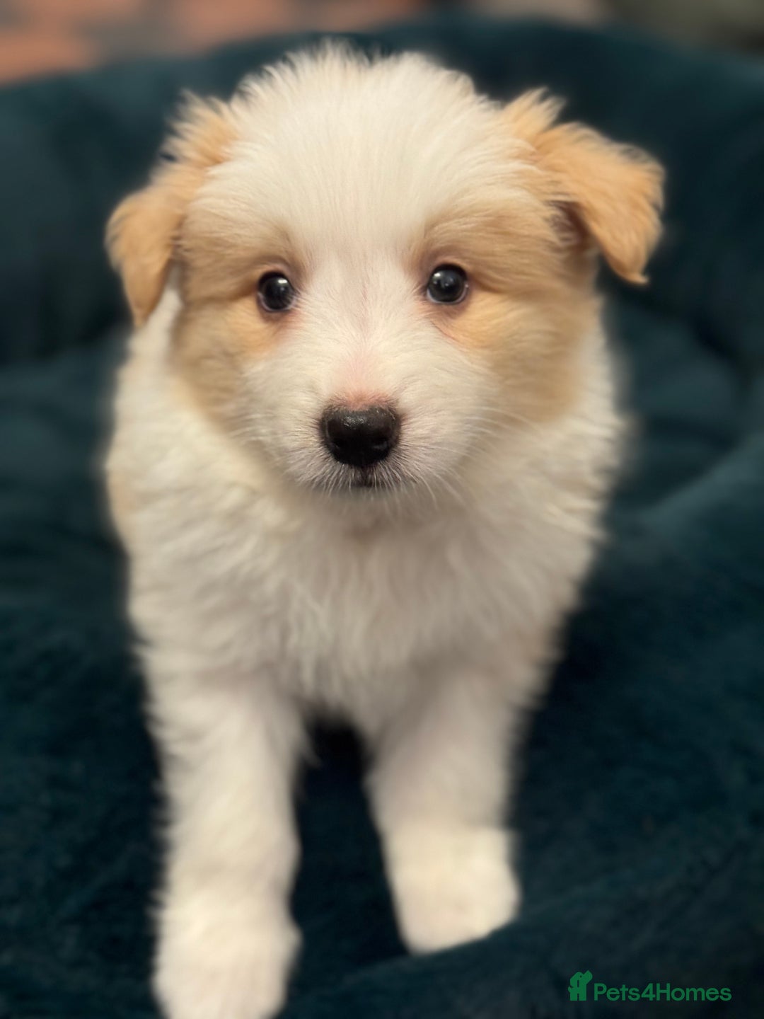 Border Collie dogs for sale: Pure Bred Border Collie Puppies For Sale - Advert 26