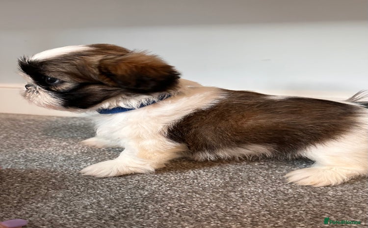 Shih Tzu dogs - Advert 10