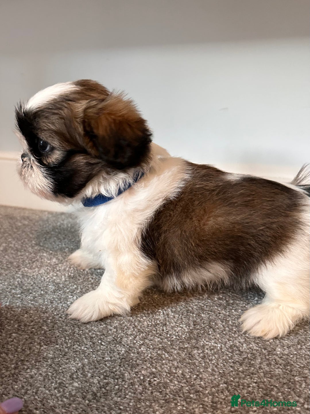 Shih Tzu dogs for sale: 5 gorgeous Shih Tzu puppies - Image 1
