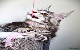 Maine Coon cats for sale: STUNNING XL PEDIGREE MAINE COON KITTENS  - Image 32