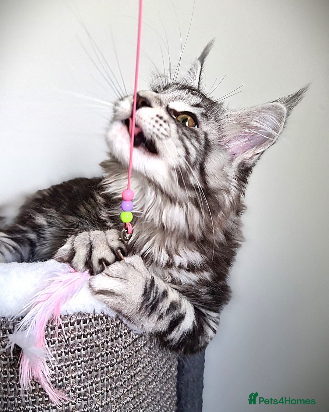 Maine Coon cats for sale: STUNNING XL PEDIGREE MAINE COON KITTENS  - Image 32