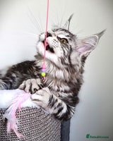 Maine Coon cats - Advert 7