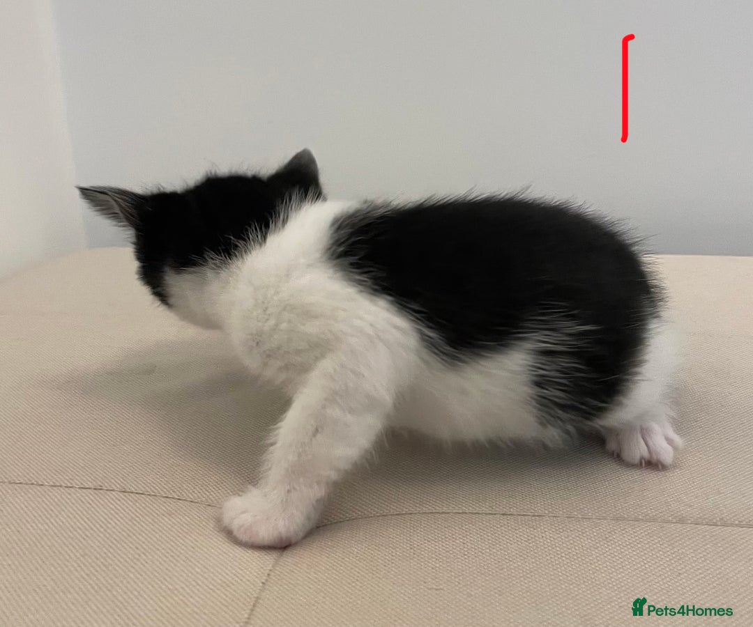 British Longhair cats for sale: 4 Beautiful Kittens  - Image 2