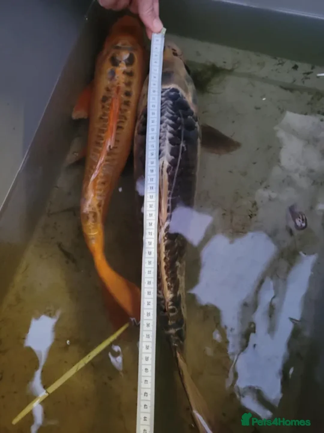 Koi Carp fish for sale: 2 x large koi - Advert 2