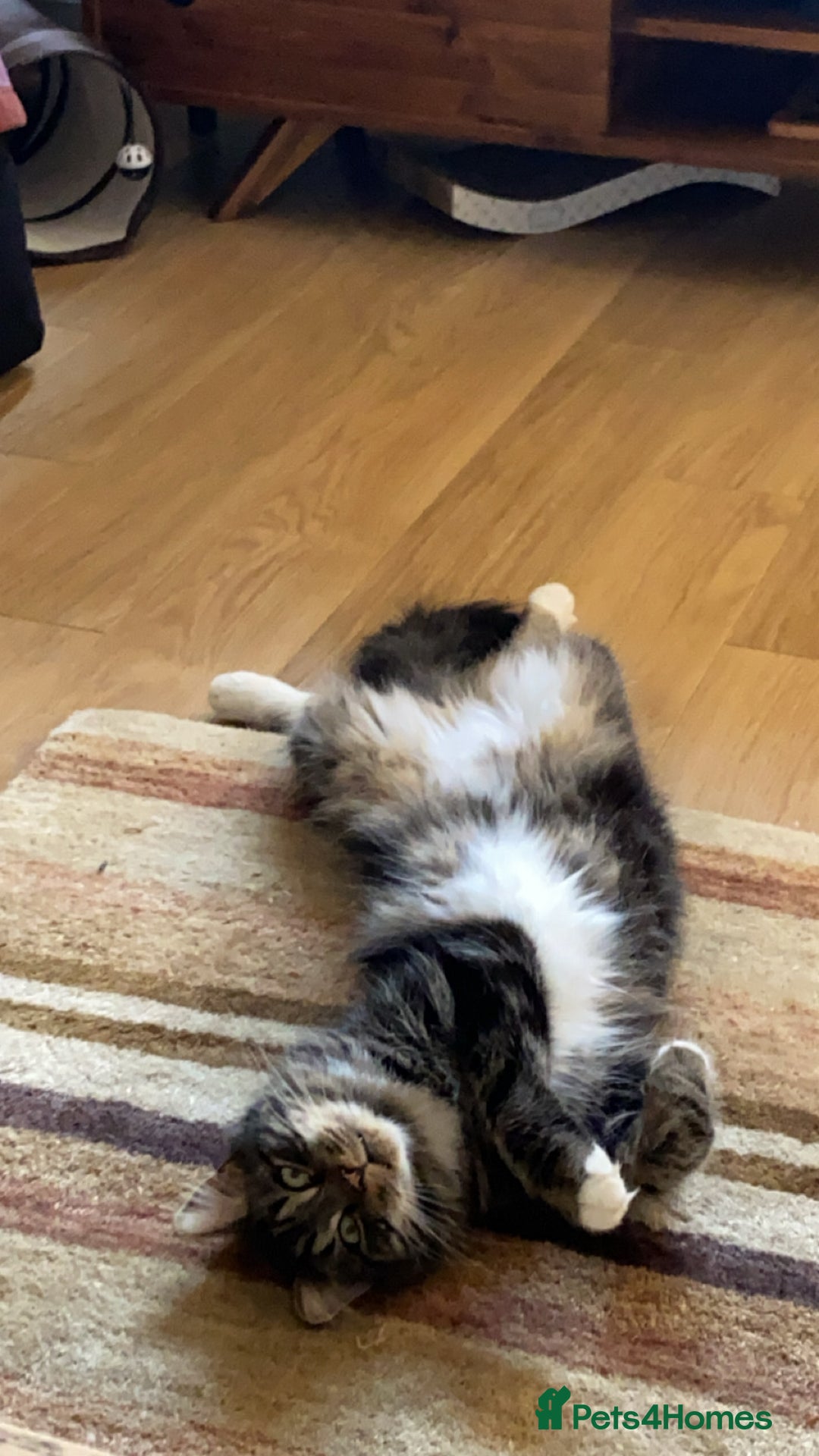 Mixed Breed cats for sale: Barry: Playful and Ready for His Forever Friend - Advert 2