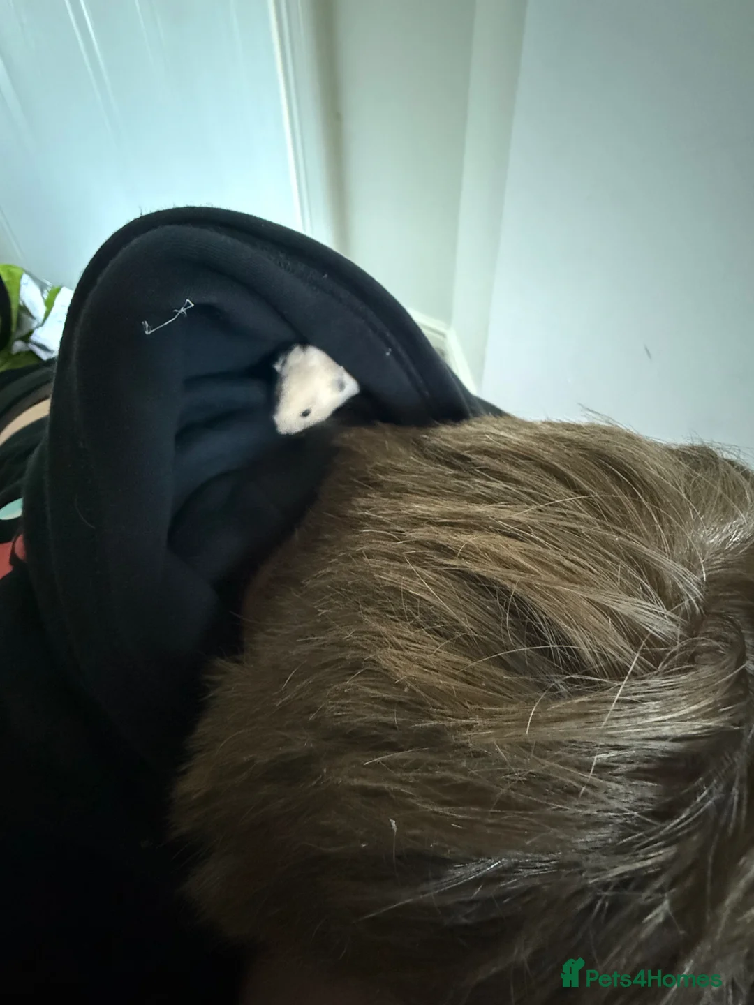 Hamster rodents for sale: Baby Syrian hamster in Mansfield - Advert 2
