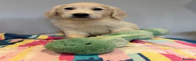 Golden Retriever 1
