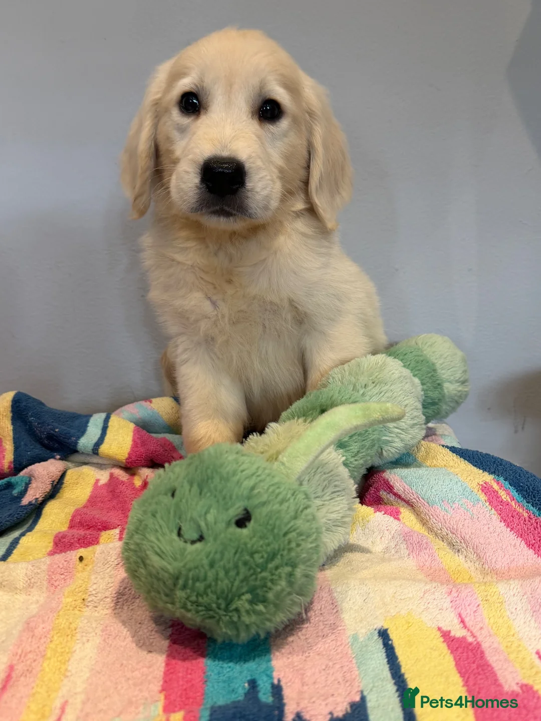 Golden Retriever dogs for sale: Beautiful golden retriever pups ready now  - Advert 20